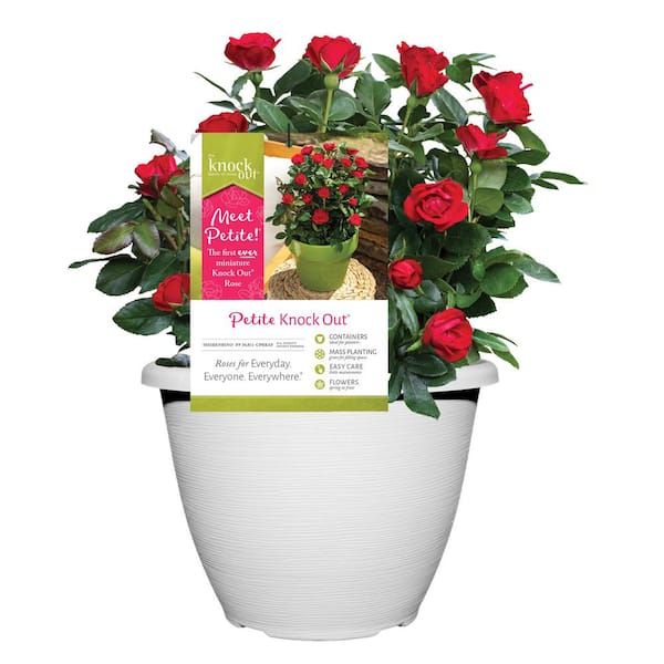 KNOCK OUT 10" Petite Rose with Fire Engine, Non Fading Flowers in Decorative Pot