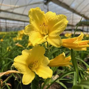 2.5 Qt. Happy Returns Daylily, Live Perennial Plant, Pale-Yellow Flowers