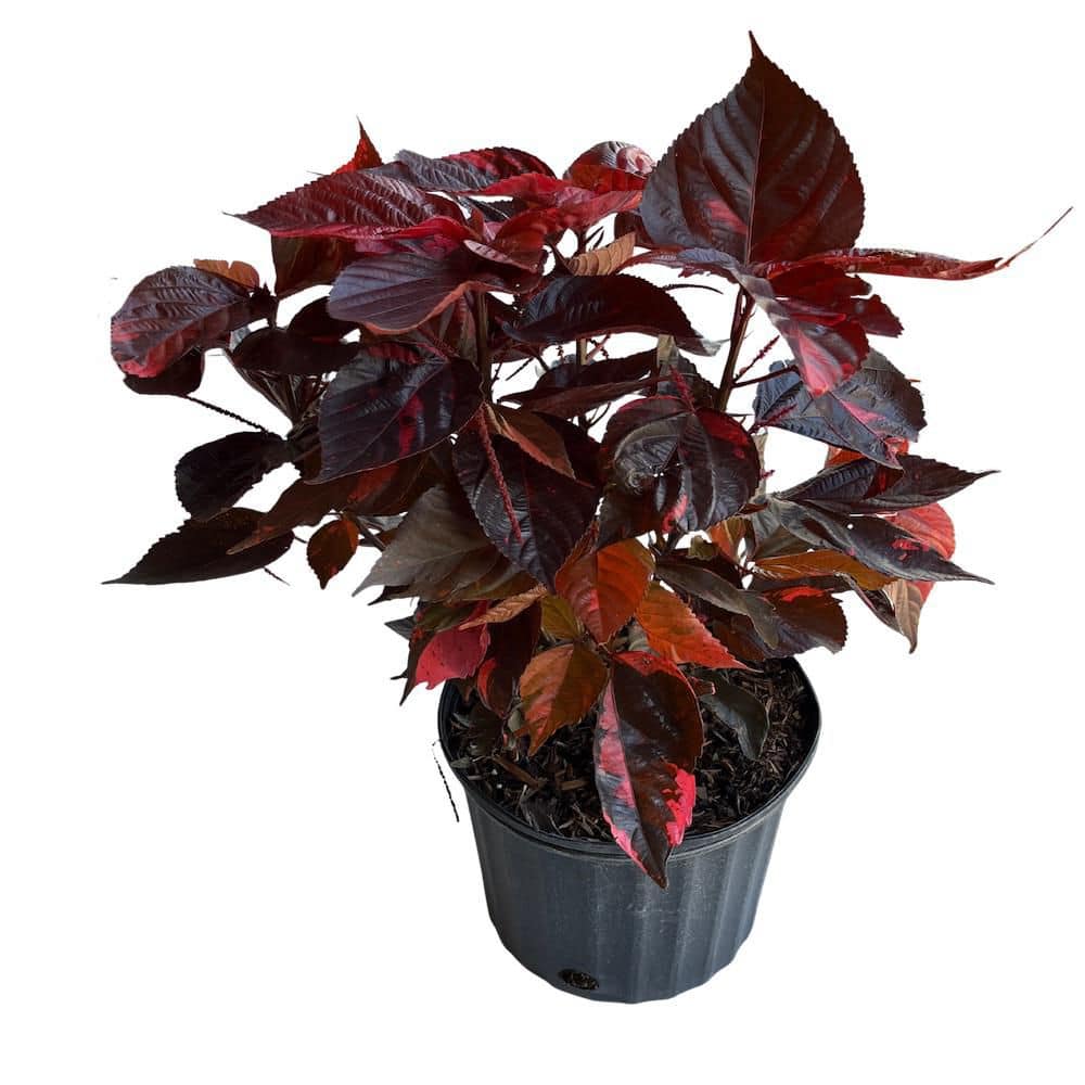 OnlinePlantCenter 3 Gal. Red Copper Plant Non Flowering Shrub ACAL101G3 -  The Home Depot