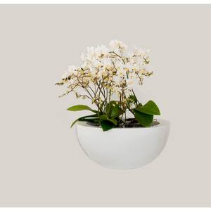 7 in. Tall Small Glossy White Fiberstone Vic Bowl Indoor Outdoor Modern Round Planter