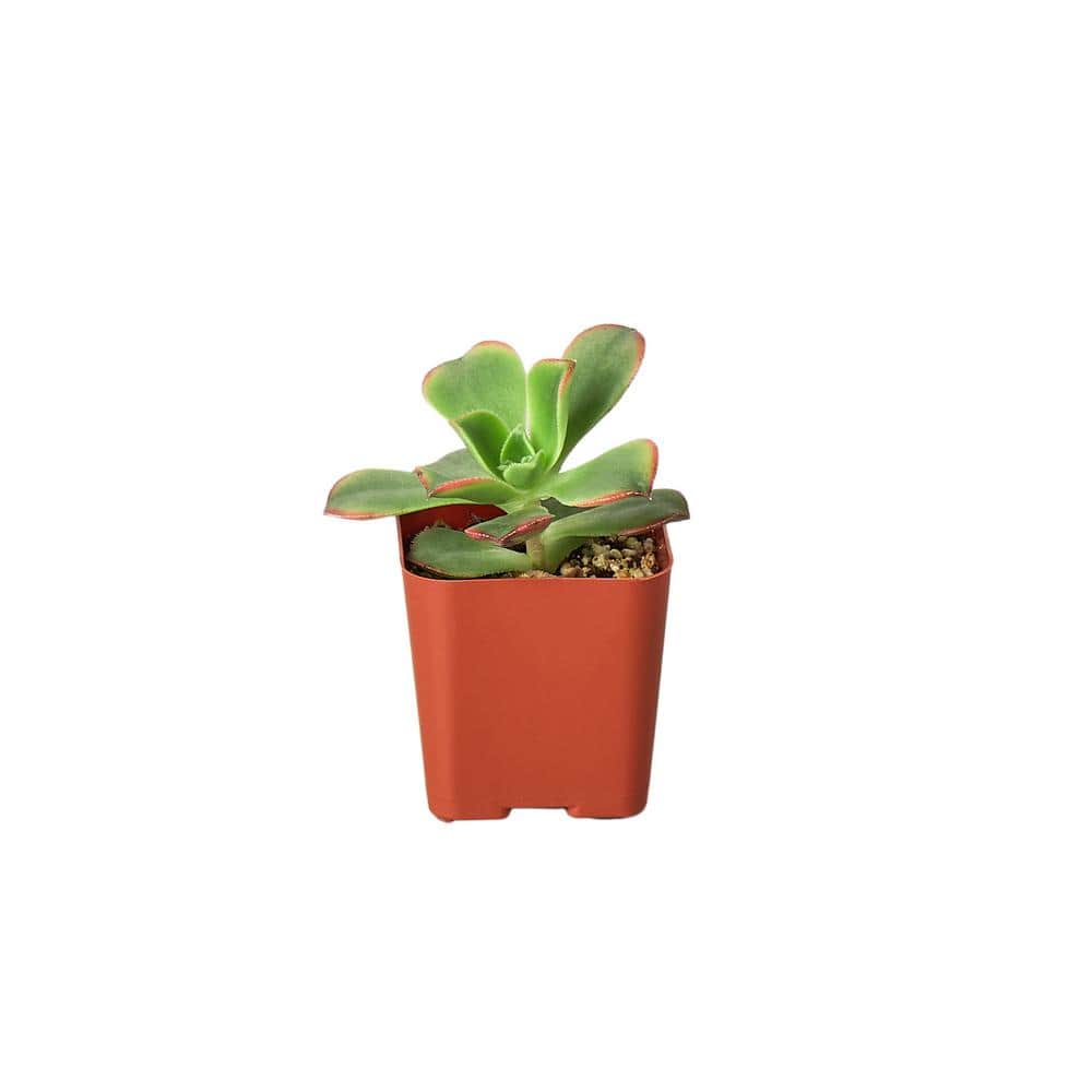 Succulent Variety Plant in 2 in. Grower Pot