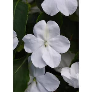 1.38 Pt. Beacon White Impatiens Outdoor Annual Plant with White Flowers in Grower's Pot (4-Pack)
