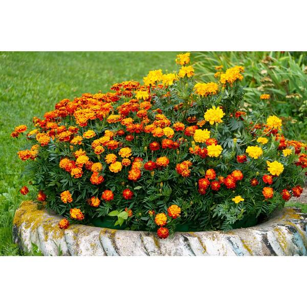 ProPlus 1.0 PT Marigold Mix Annual Plant with Multi-Colored