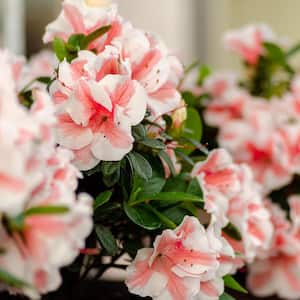2 Gal. Autumn Starburst Shrub with Bicolor Coral Pink Flowers with Bold White Margins