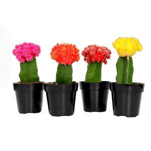 2.5 in. Grafted Cactus Plant Collection (4-Pack)