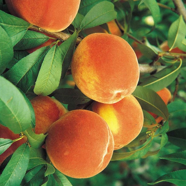 Gurney's Floridaking Peach Prunus Live Fruiting Bareroot Tree (1-Pack)
