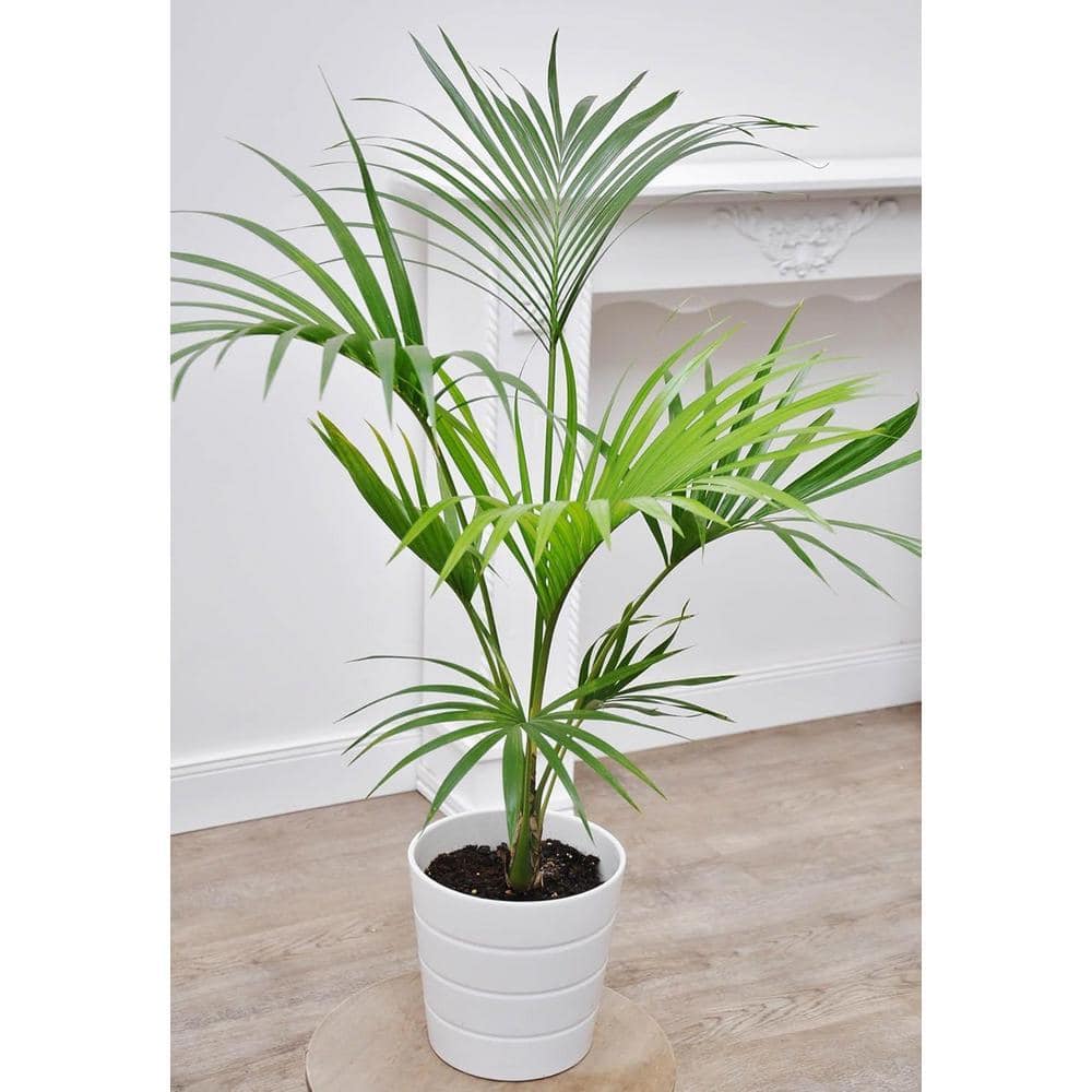 wekiva-foliage-palm-trees-