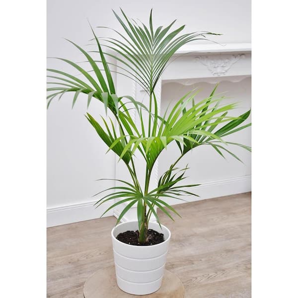 Wekiva Foliage Belmore Sentry Palm-Live Plant in a 3 Gallon Growers  Pot-Howea Belmoreana-Clean Air Indoor Outdoor Houseplant BelmoSen3gx1 - The  Home Depot