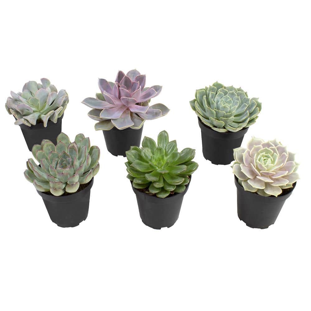Assorted 3.5" Echeveria Succulent Plants in Black Pots (6-Pack)