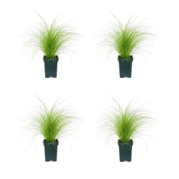 Unbranded Perennial Grass Stipa 1.0 qt. (4-Pack)