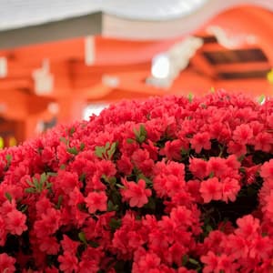 2.5 Qt. FlorAmore Azalea Red Shrub with Red Blooms