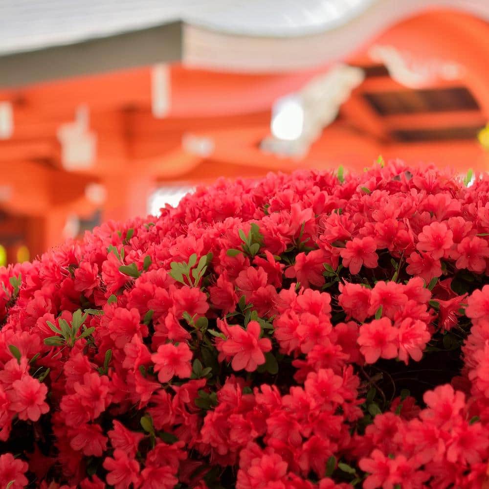 2.5 Qt. FlorAmore Azalea Red Shrub with Red Blooms price history on PriceWatchPro
