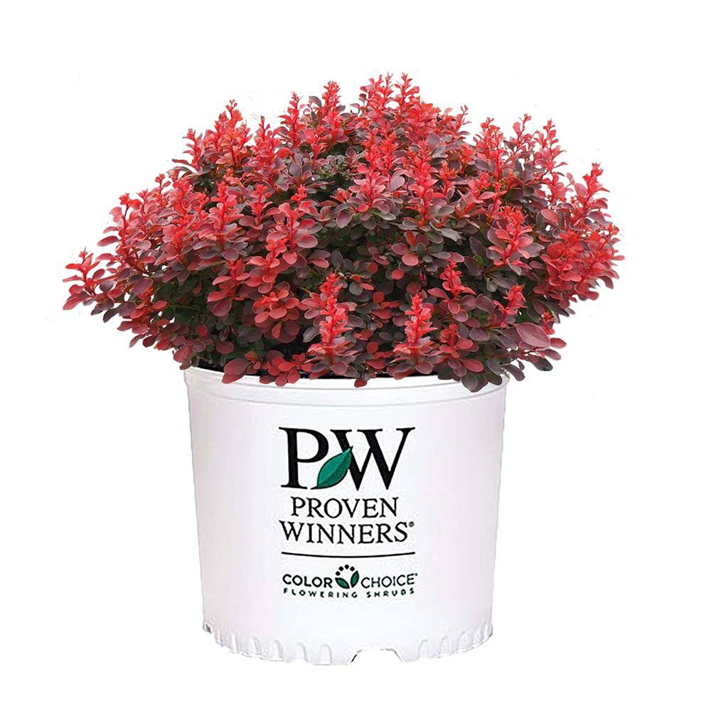 PROVEN WINNERS 2 Gal. Sunjoy Mini Maroon Barberry Plant with Deep