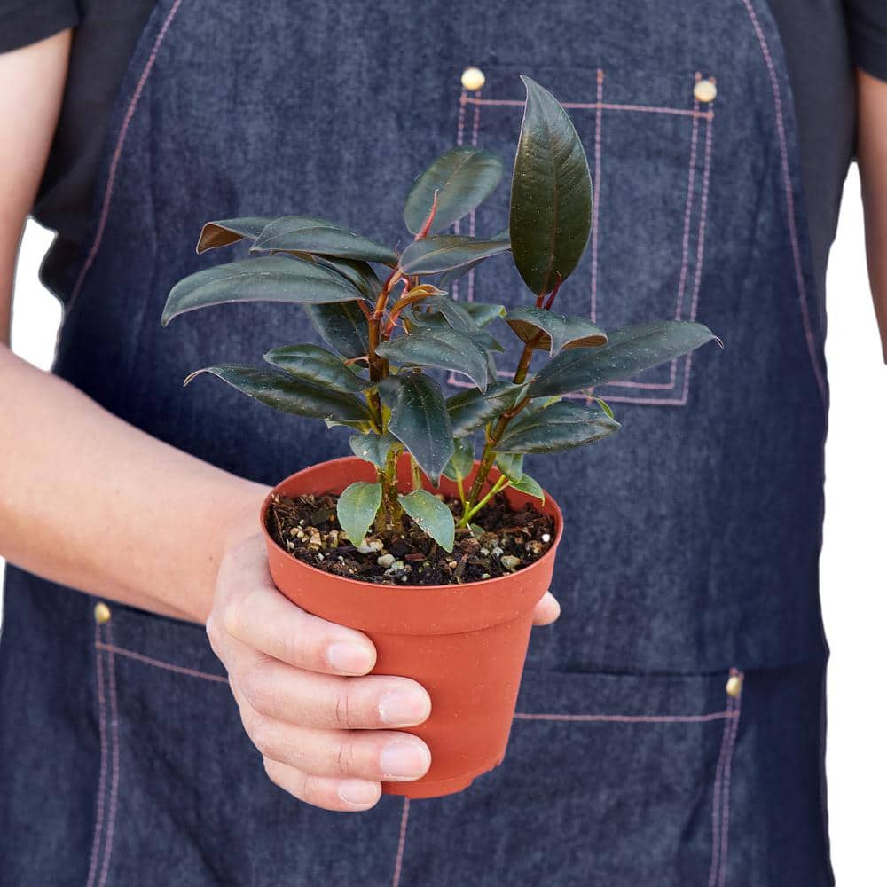 Ficus Elastica Burgundy 4" Pot Indoor Plant