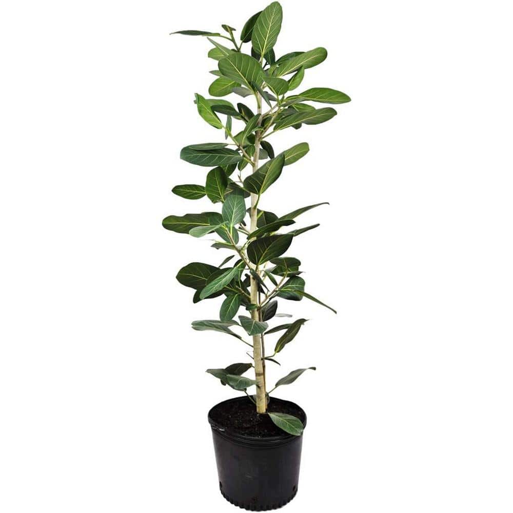 Ficus Audrey Column-Live Plant in a 10 Inch Pot-Ficus Benghalensis-Beautiful Ornamental Interior Tree price history on PriceWatchPro