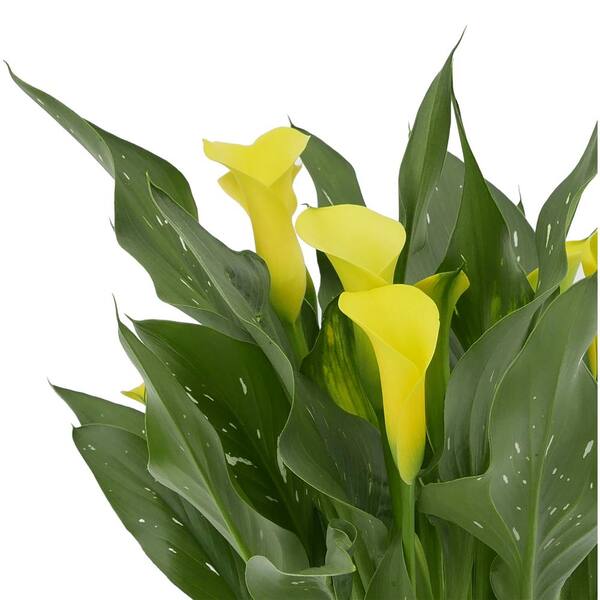 2.5 qt. Perennial Calla Lily Yellow 1150 - The Home Depot
