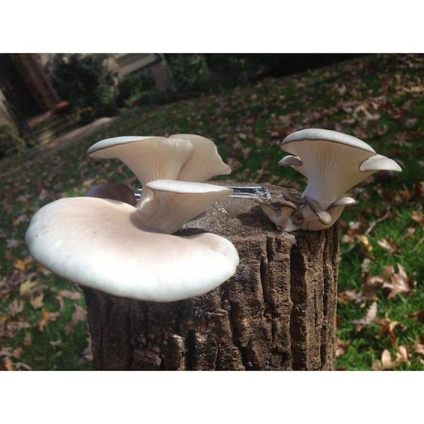 3/8 Cherry Mushroom Plugs