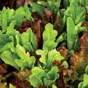 Organic All Lettuce Seed Mix