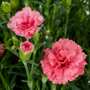 2.5 QT. Fruit Punch Black Cherry Frost (Dianthus) Live Plant with Red Flowers