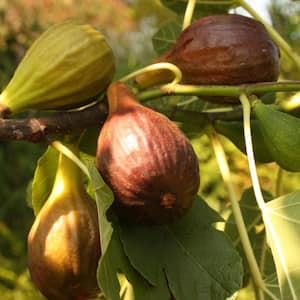 #5 Container Brown Turkey Fig Deciduous Tree