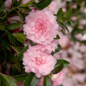 2.5 Qt. October Magic Pink Perplexion Camellia Shrub with Soft Pink Double Blooms