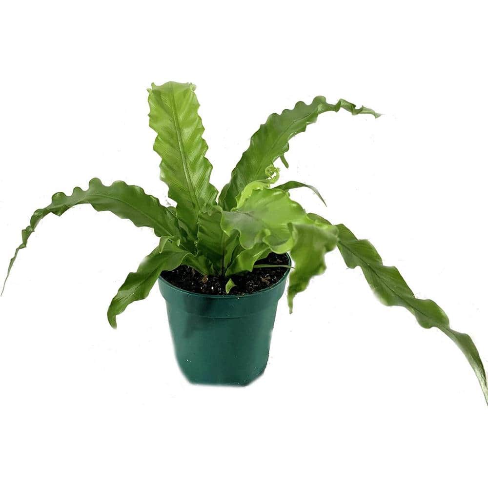 Large Green Bird's Nest Fern in Black Plastic Pot