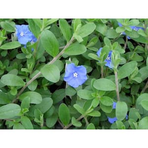 2 Gal. Evolvulus Blue Daze Plant in 12 in. Growers Pot