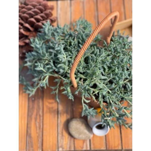 Unbranded - Live Rooted Spreading Plant Flowers Senecio Peregrinus, Dolphin Chlorophytum