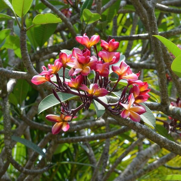 thumbnail image 2 of 5 Blue & Yellow Plumeria Seeds - Perennial Flower Seeds, Easy Grow, Indoor/Outdoor, US Seller 2 of 5