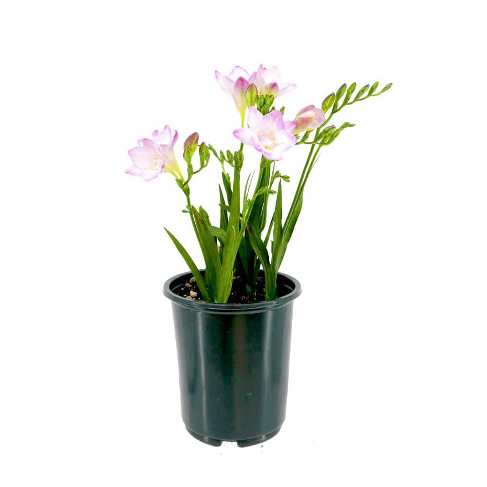 annual-flowers-1634-64_1000.jpg