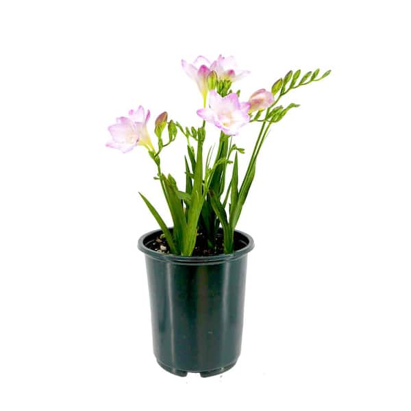 2.5 qt. Freesia Annual Plant with Purple Flowers-(1-Pack)