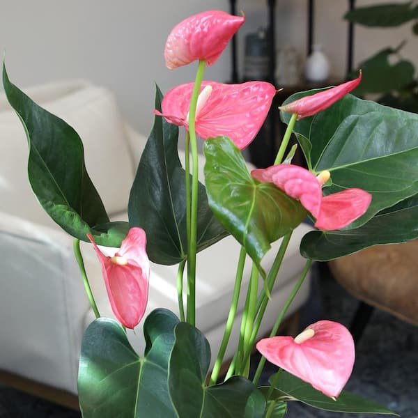 Altman Plants Pink Mix Anthurium Plant Gift, White Pot, 14-18 inch Tall Clean Air House Plant, Size: 1.25QT