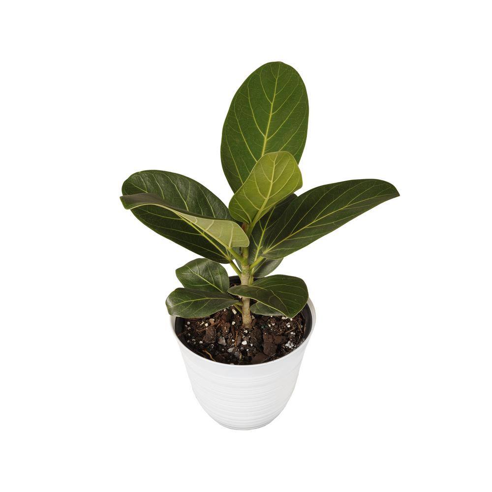 United Nursery Ficus Audrey Plant in 6 in. White Decor Pot 12. in to 16 ...