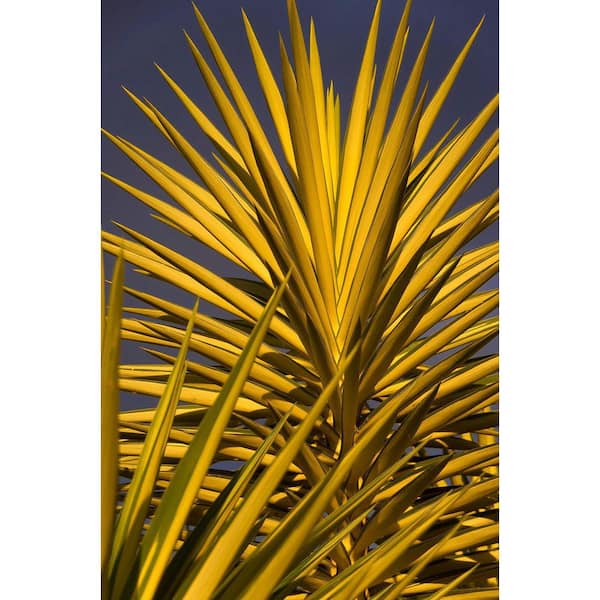 ALTMAN PLANTS 2 Gal. Sp Platinum Yucca Golden Sword Shrub
