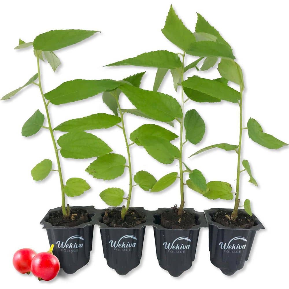 Red Jamaican Cherry Tree-Strawberry Tree-4 Live Starter Plants in 2 in. Grower's Pot-Muntingia Calabura price history on PriceWatchPro