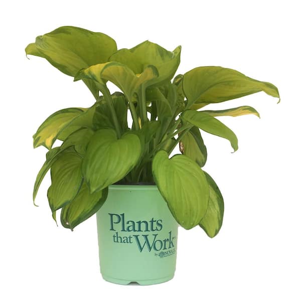 Plants That Work Plantain Lily Hosta Stained Glass Live Plant The Home Depot