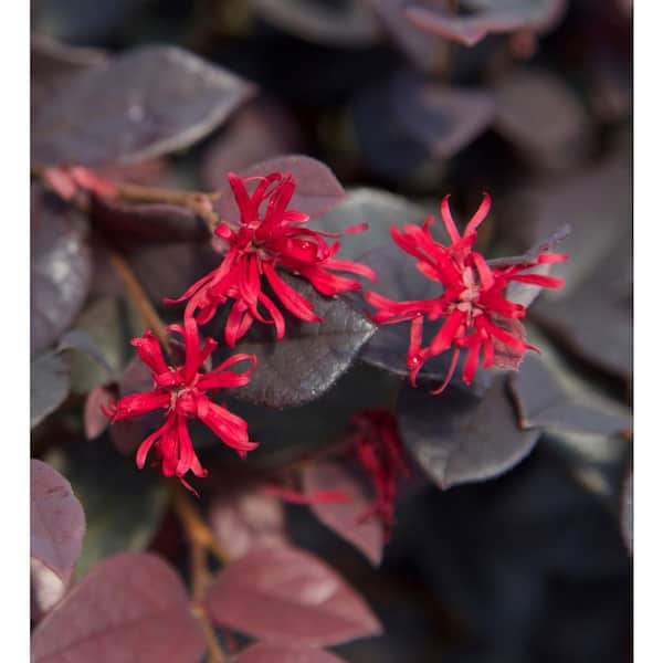 SOUTHERN LIVING 2 Gal. Red Diamond Midsize Loropetalum, Evergreen