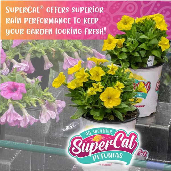 SUPERCAL 1.5 ft. Caramel Yellow SuperCal Petunia Outdoor Annual