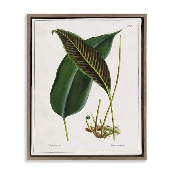 Stupell Industries Leaf and its Underside Study by Tina Higgins Designs, Inc. Brown Floater Frame Nature Graphic Art Print 31 in. x 25 in.