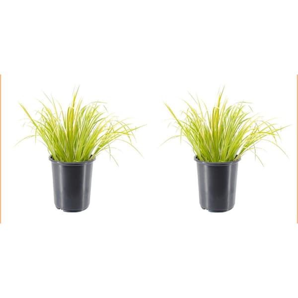Unbranded 2.5 qt. Perennial Grass Acorus g. Ogon (2-Pack)