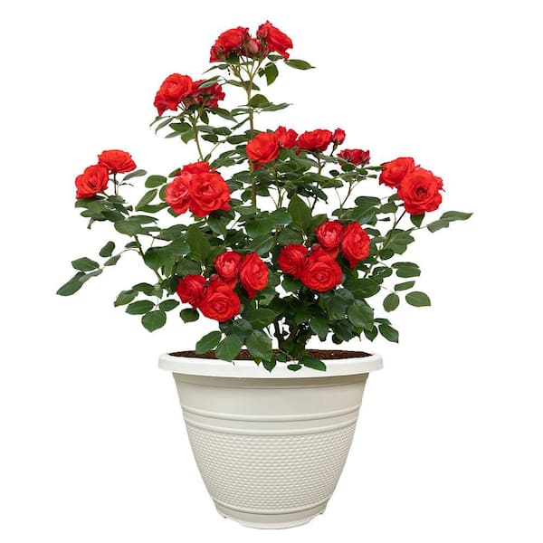 11in Brick House Orange Rose Plant with Orange Flowers