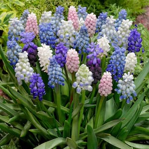 Muscari Cottage Blend Bulbs (25-Pack)