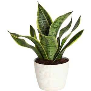 Grower's Choice Sansevieria Indoor Snake Plant in 6 in. White Pot, Avg. Shipping Height 1-2 ft. Tall