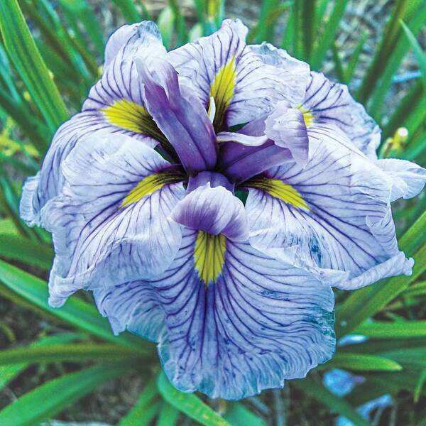 Spring Hill Nurseries Greywoods Catrina Japaniese Iris Live Bareroot Perennial with Pink and Yellow Flowers (3-Pack)