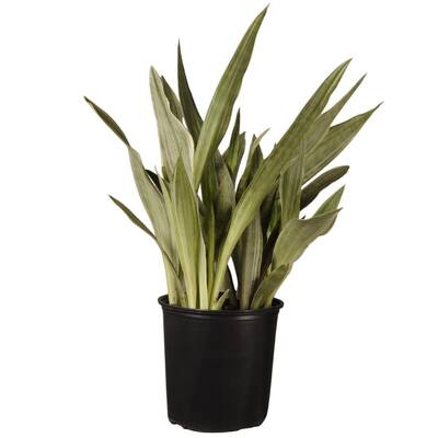 United Plant Growers Inc