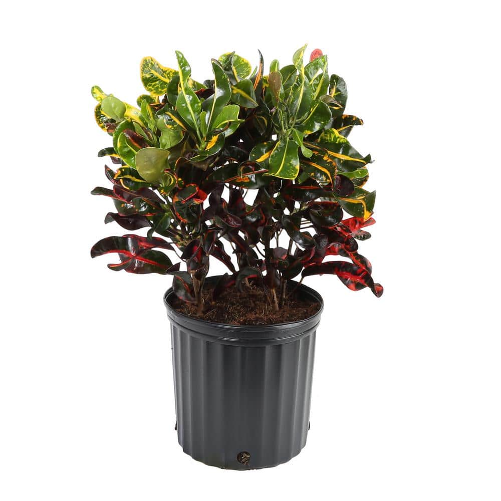 Costa Farms 8.75 in. Codiaeum Croton Mammy in Grow Pot (Tropical