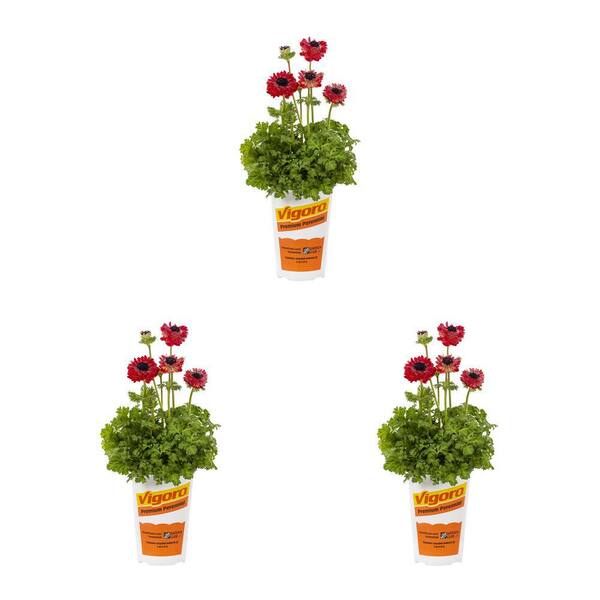 Vigoro 2 qt. Red Anemone Windflower Harmony Double Perennial Plant (3 ...