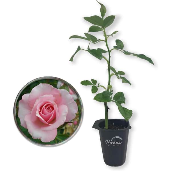 Wekiva Foliage Our Lady of Guadalupe Rose Bush-Live Starter Plant in a 2 Inch Pot-Beautifully Fragrant Heirloom Rose from Florida