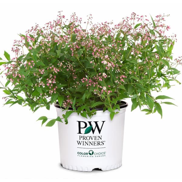 Plants That Work Slender Deutzia Yuki Cherry Blossom 20264 - The
