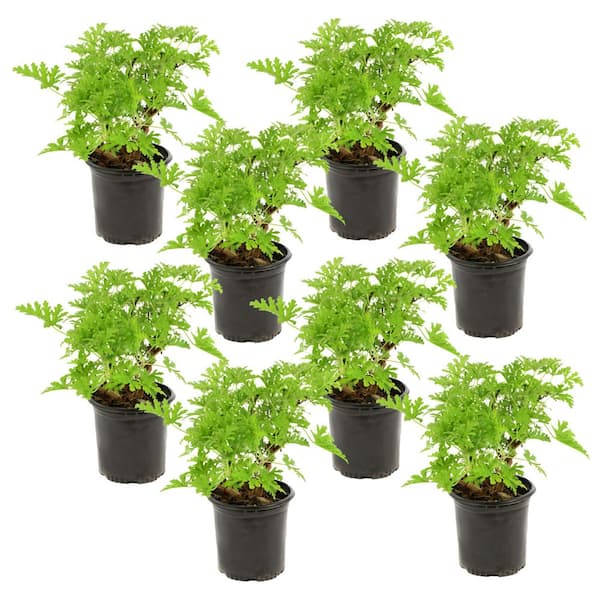 1 gal. Citronella Mosquito Plant with Lavender Flowers (8-Pack)